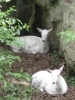 PICTURES/Rock City - Lookout Mountain, GA/t_White Fallow Deer1.jpg